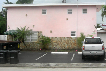 landscape cleanup and renovation